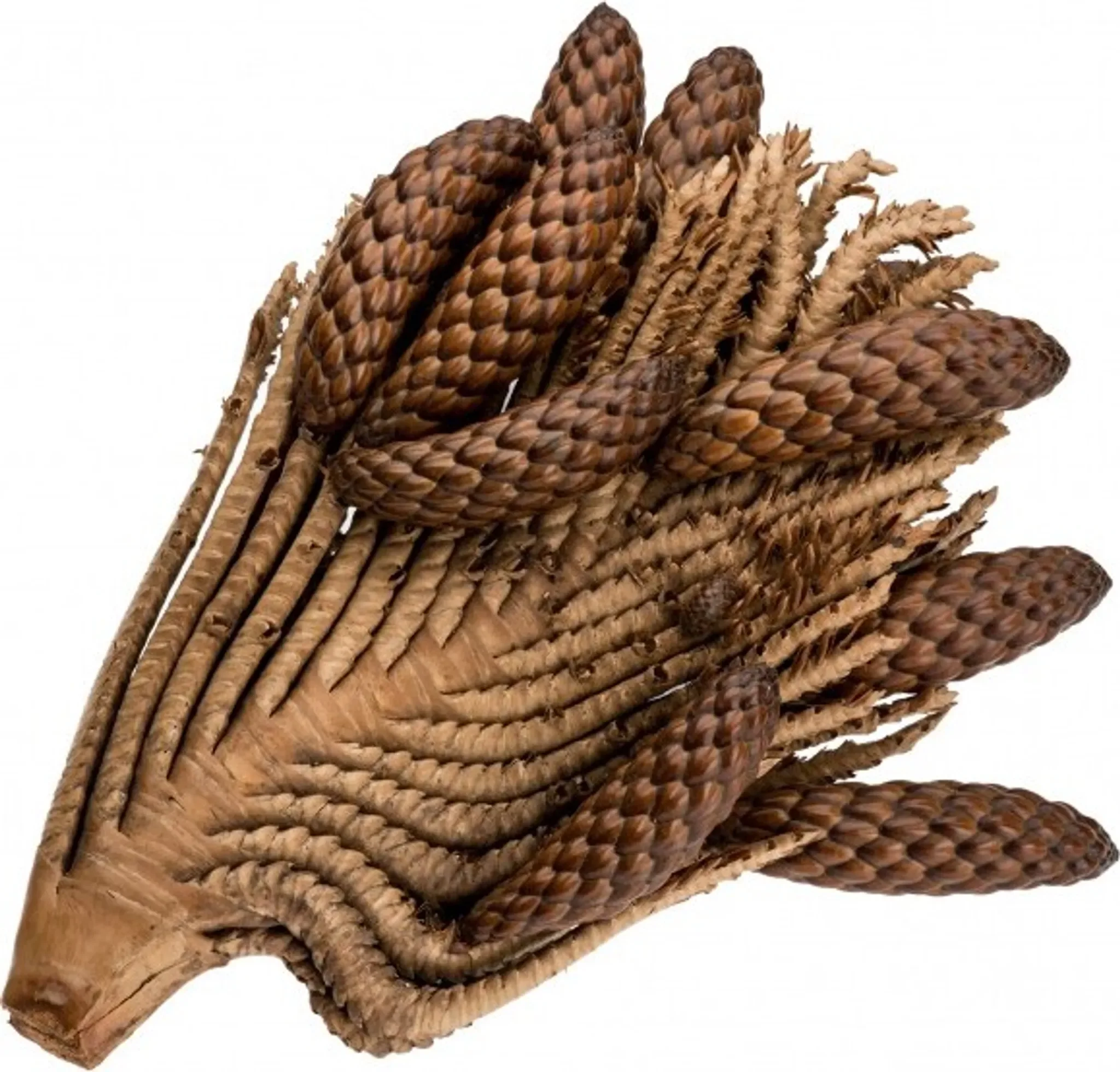 NaDeco Thika-Nuss-Zweig – 20–30 cm, Natur